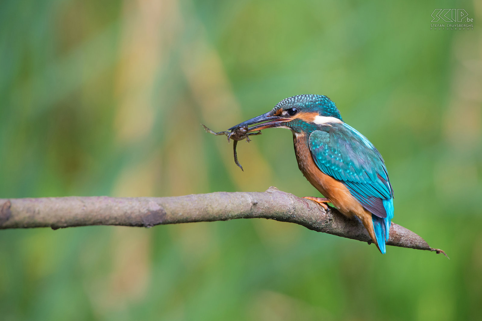 IJsvogels - IJsvogel met kikkervisje De ijsvogel is een van de mooiste vogelsoorten die in onze regio voorkomen. De ijsvogel (alcedo atthis) is een viseter met een fel blauw oranje vederkleed van ongeveer 16cm groot. De mannetjes zijn enkel van de vrouwtjes te onderscheiden door hun pikzwarte ondersnavel terwijl deze bij vrouwtjes een donkerrode vlek heeft.<br />
<br />
Ik heb al heel wat uren in mijn camouflage schuiltentje aan een vijver gezeten, maar vaak leverde het niet veel goede beelden op. Onlangs was het echter een topdag en een jonge vrouwelijke ijsvogel heeft urenlang visjes, insecten en vooral kikkers en kikkervisjes gevangen. Na elke duik vloog ze naar het takje voor m’n schuiltent om de prooi dood te slaan en op te peuzelen.  Af en toe werd de prooi in de lucht gegooid om deze daarna gemakkelijker via de snavel in de keel te laten glijden. Dat was genieten als natuurfotograaf.<br />
 Stefan Cruysberghs